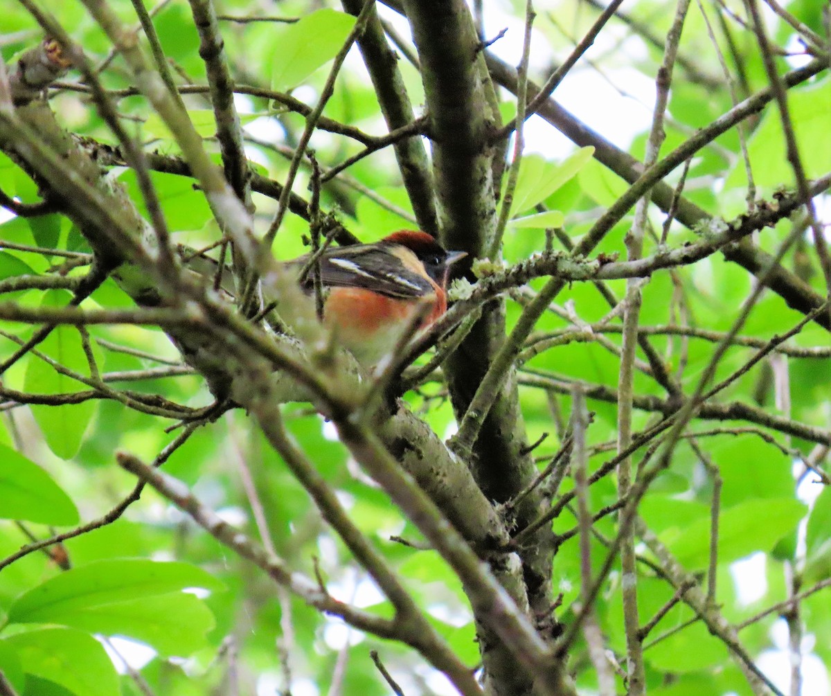 Пісняр-лісовик каштановий - ML646733370