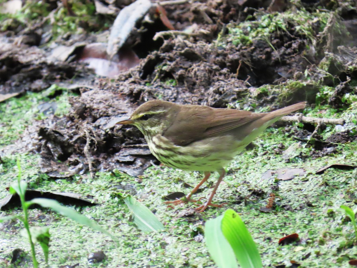 Northern Waterthrush - ML646733379