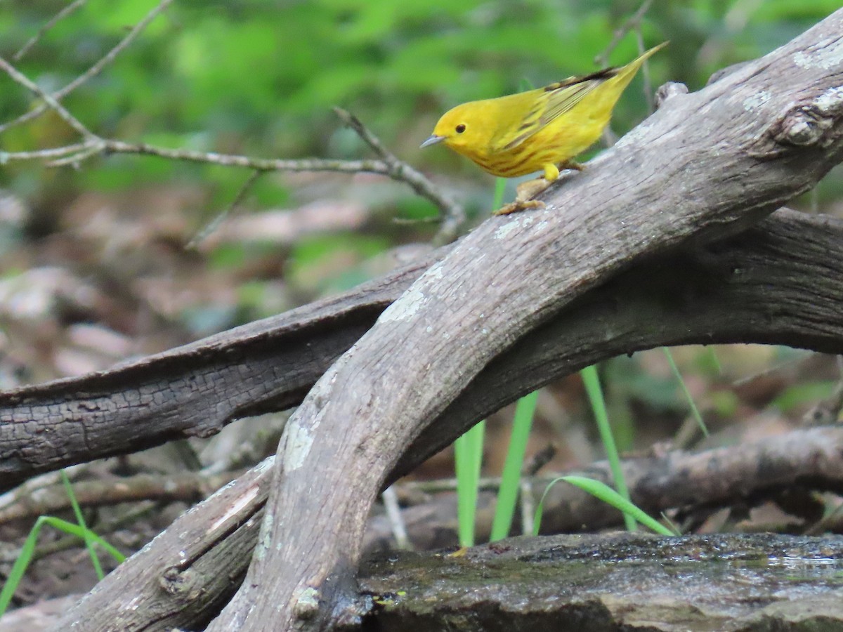 Northern Yellow Warbler - ML646733391