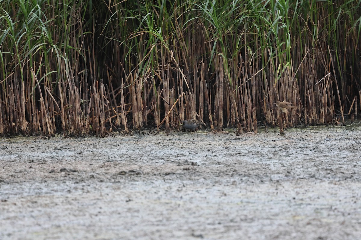 Flusssumpfhuhn - ML646733398