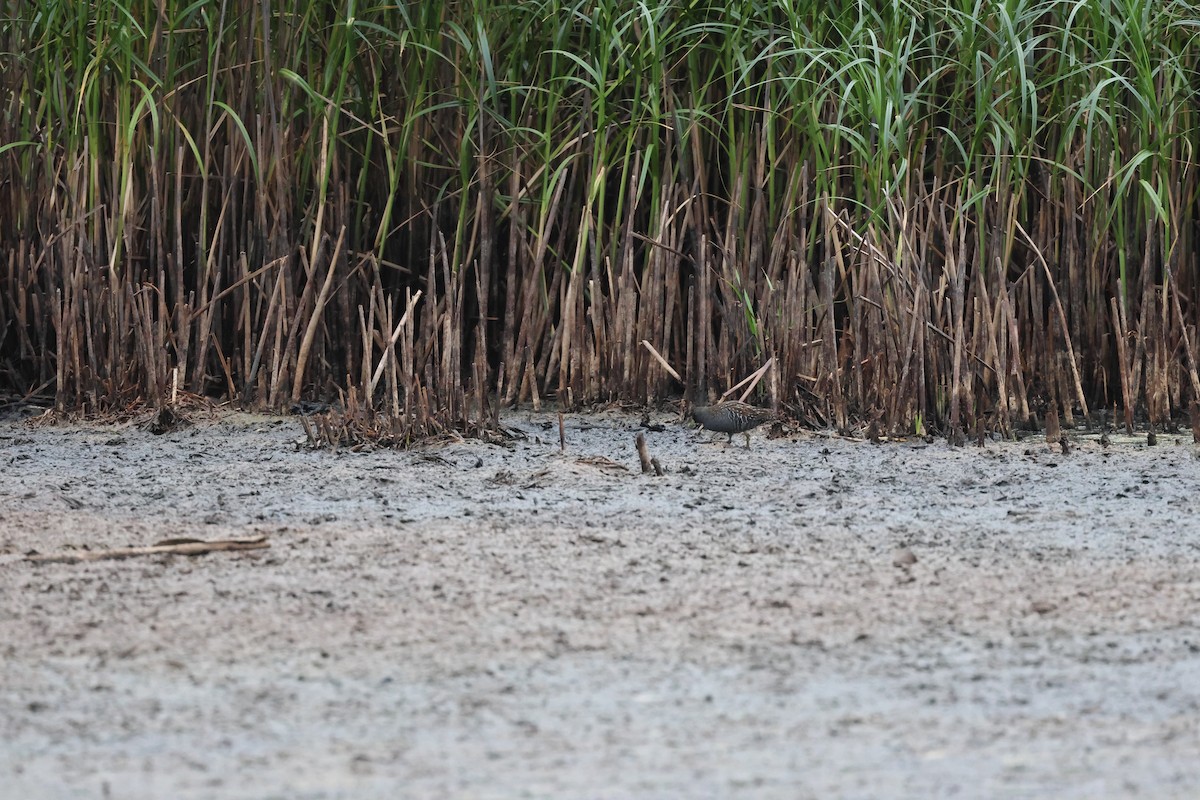 Flusssumpfhuhn - ML646733399