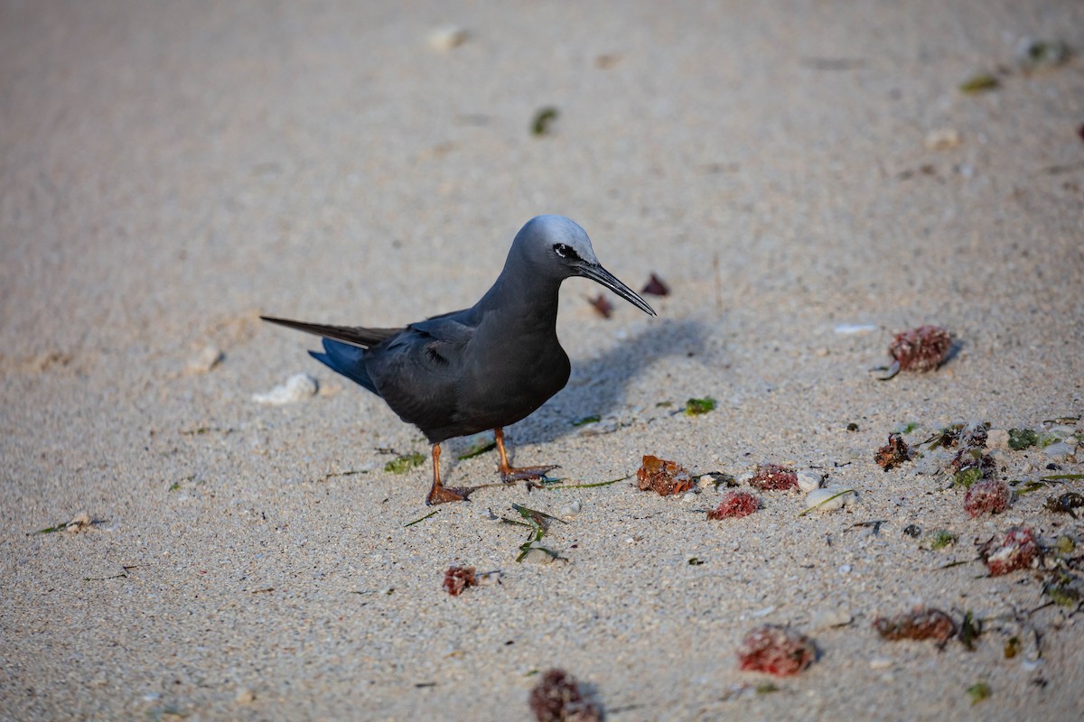 Black Noddy - ML646733400