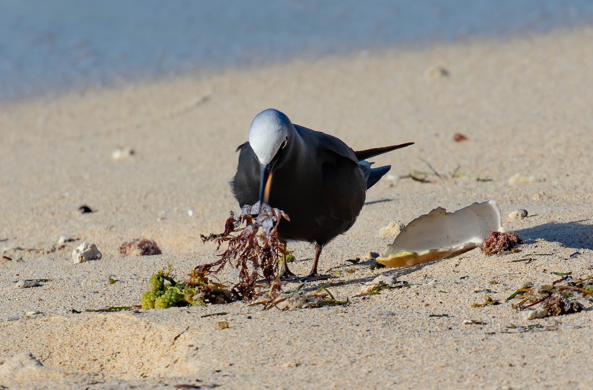 Black Noddy - ML646733401