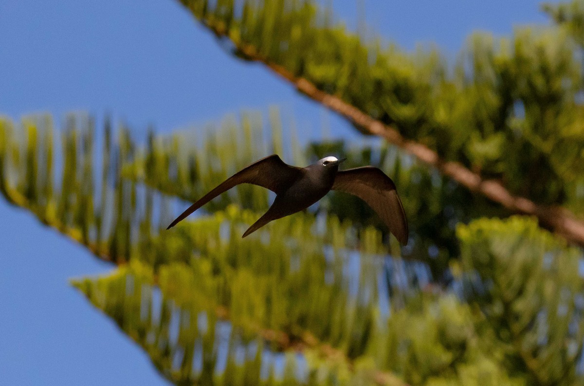 Black Noddy - ML646733402