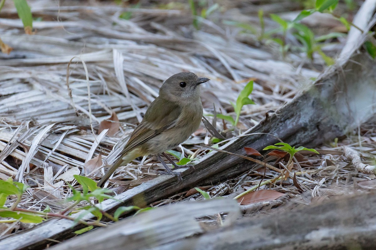 Golden Whistler - ML646733403