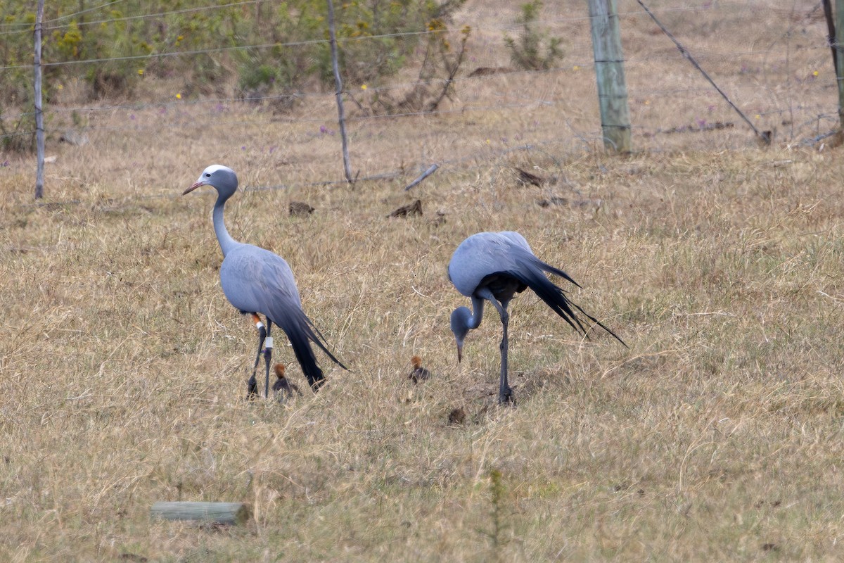 Blue Crane - ML646733404