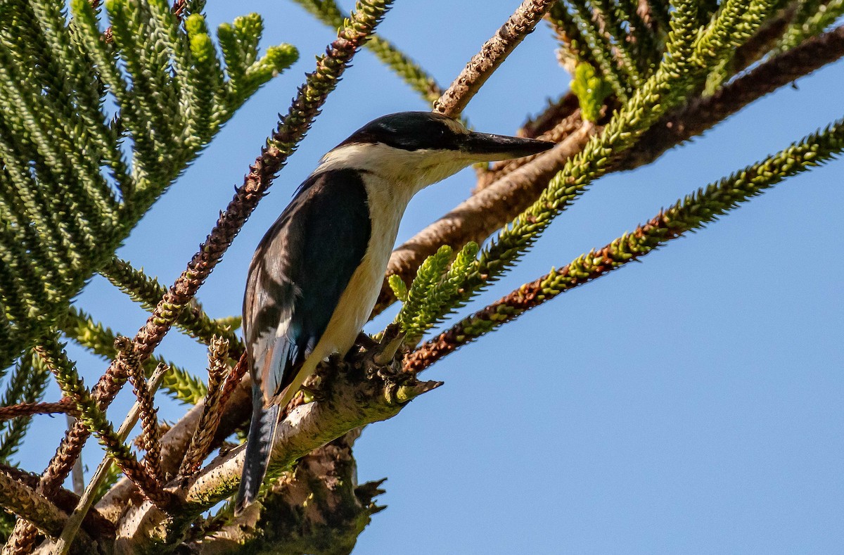 maskaraisfugl - ML646733405