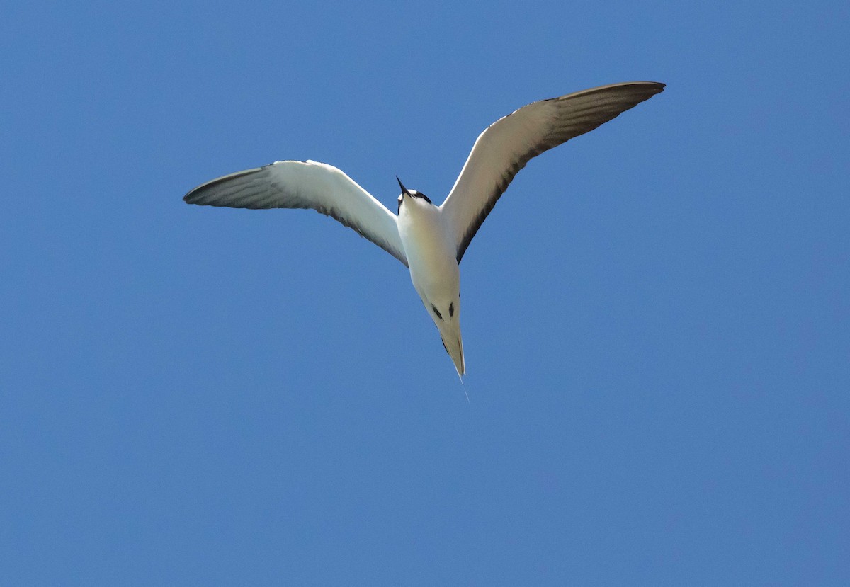 Sooty Tern - ML646733412