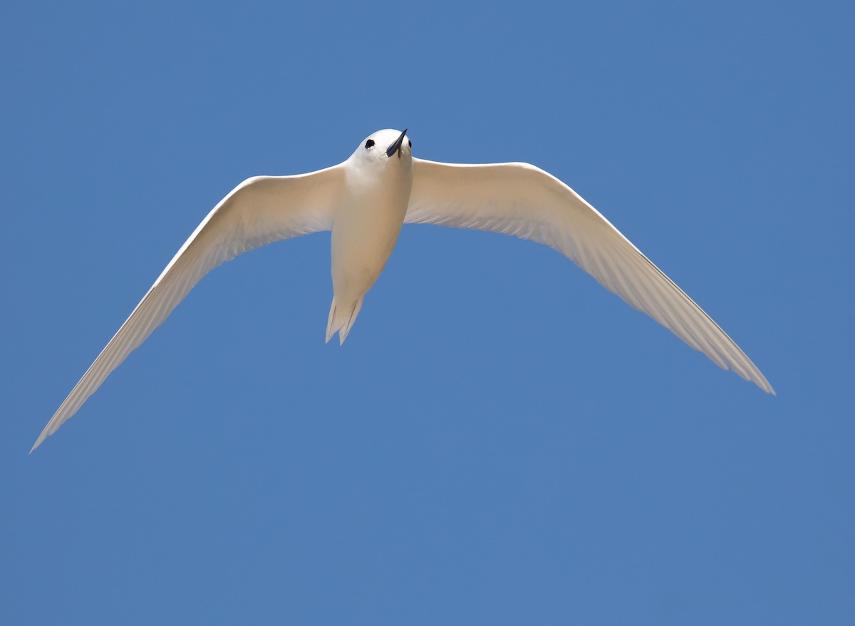 Blue-billed White-Tern - ML646733413