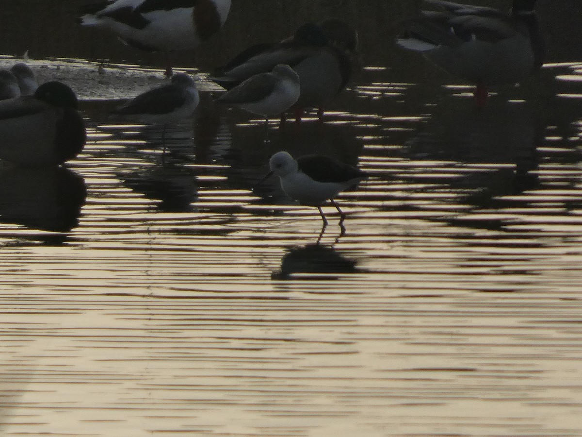 Zankaluze eurasiarra - ML646733415