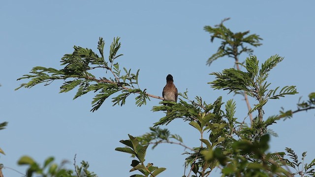 Esmer Arapbülbülü - ML646733416