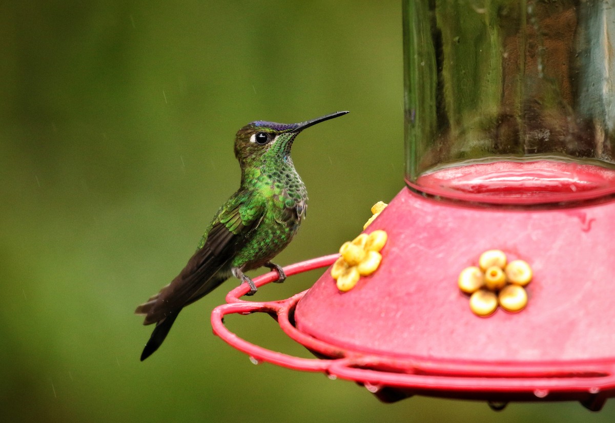 Violet-fronted Brilliant - ML646733417