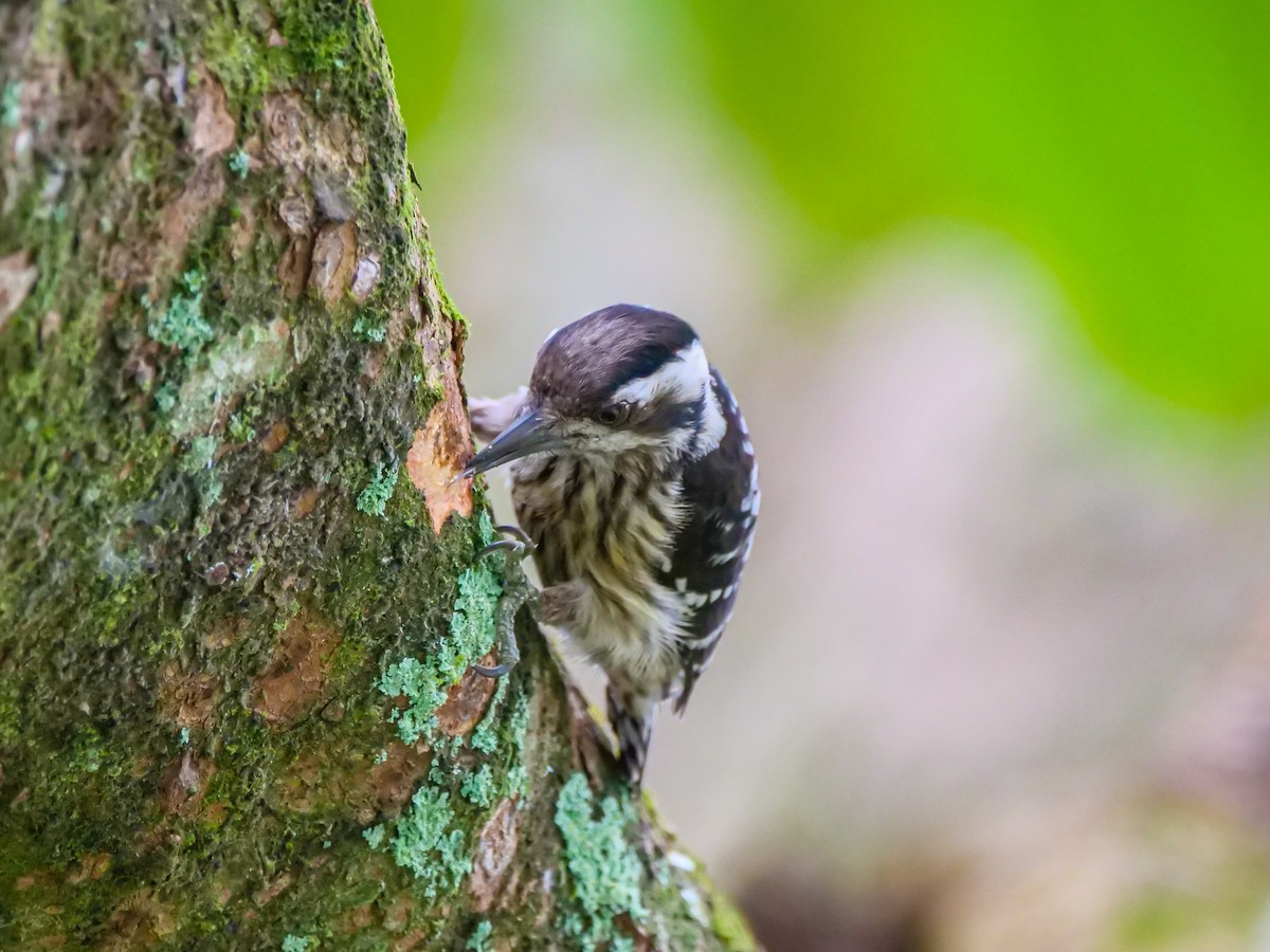 Gray-capped Pygmy Woodpecker - ML646733420