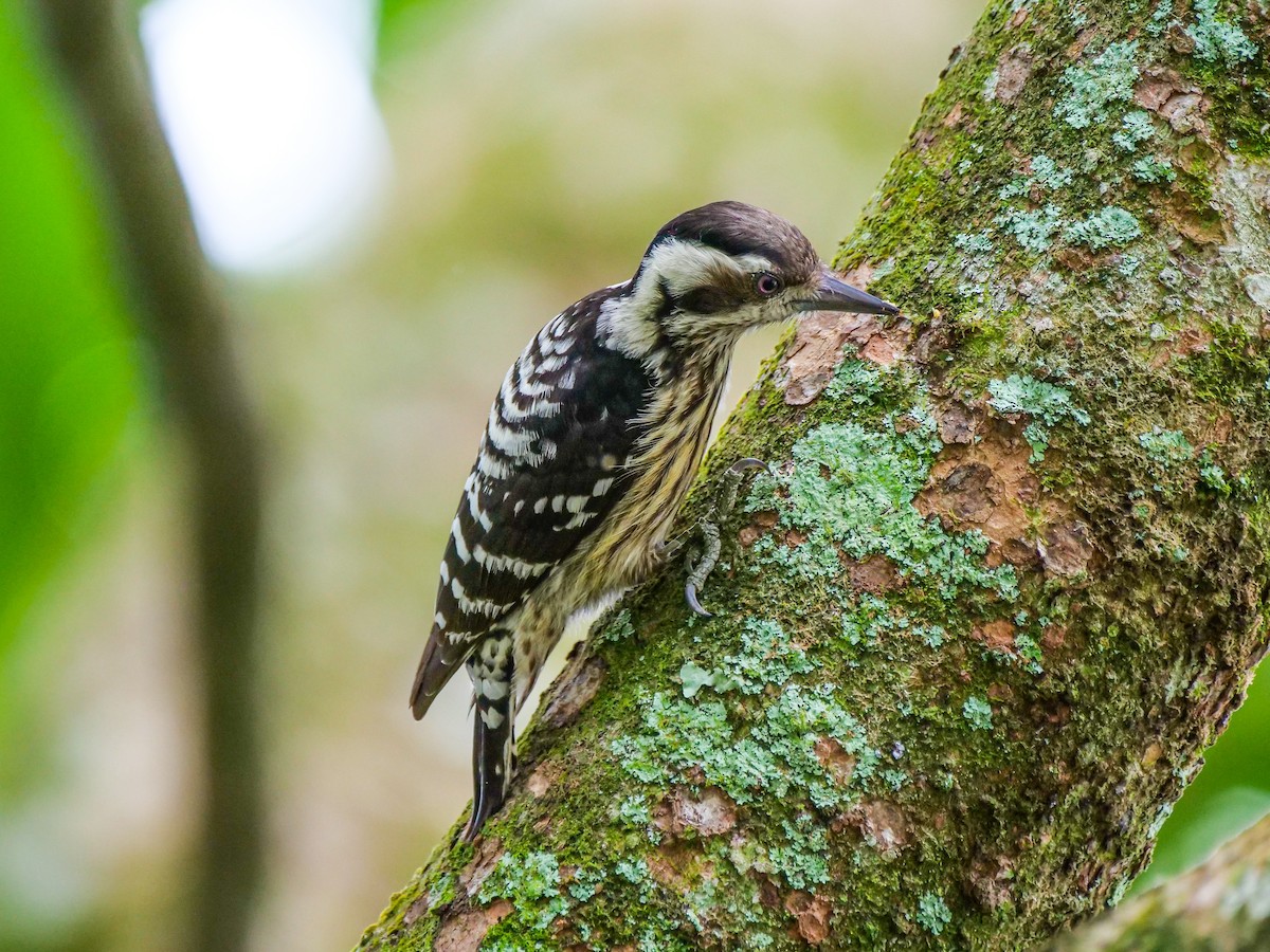 Gray-capped Pygmy Woodpecker - ML646733421