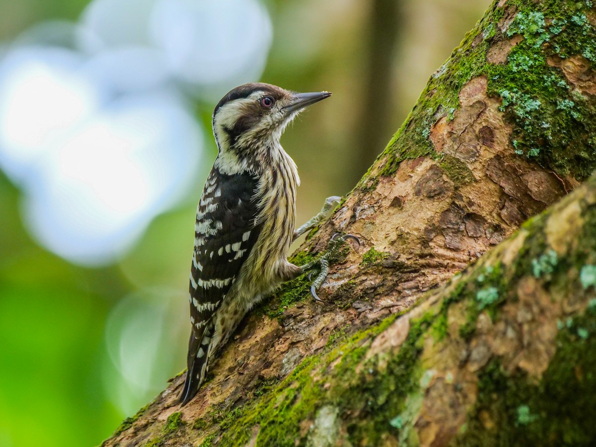 Gray-capped Pygmy Woodpecker - ML646733422