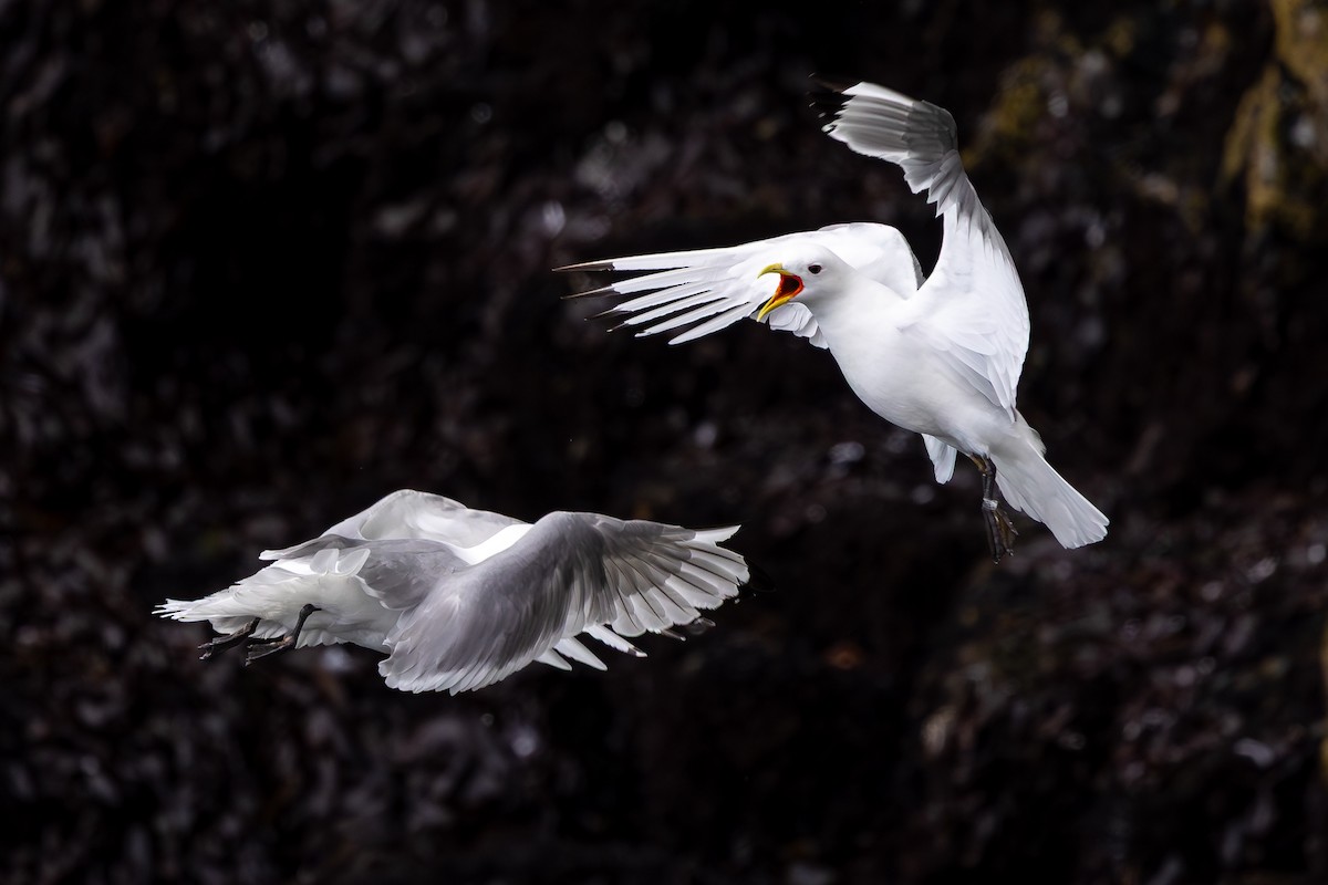 Black-legged Kittiwake - ML646733424