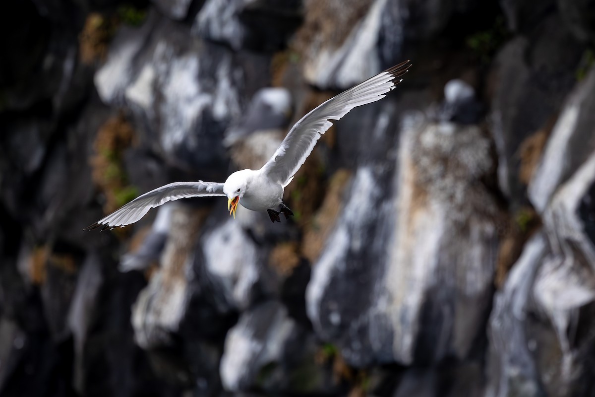Black-legged Kittiwake - ML646733425