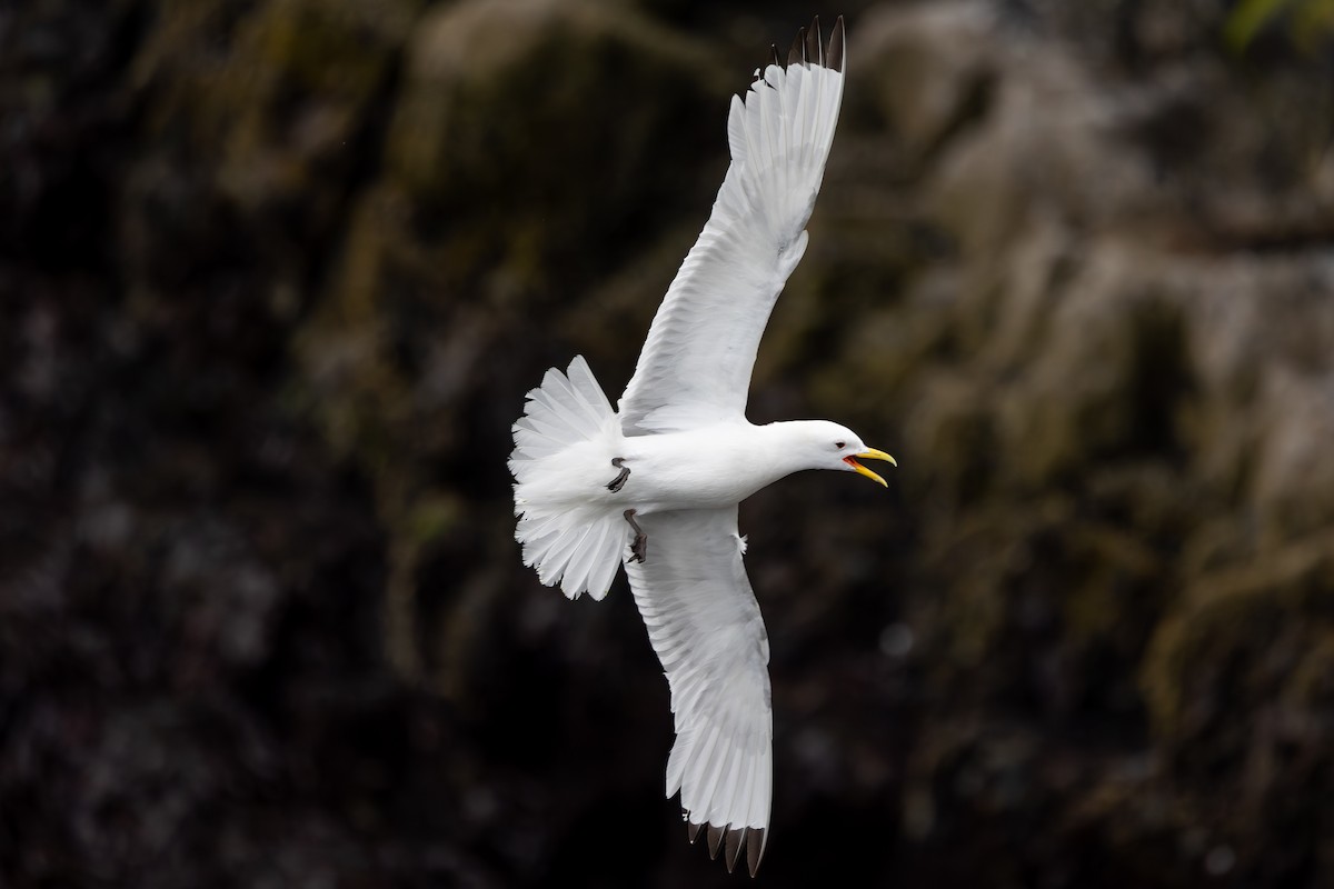 Black-legged Kittiwake - ML646733426
