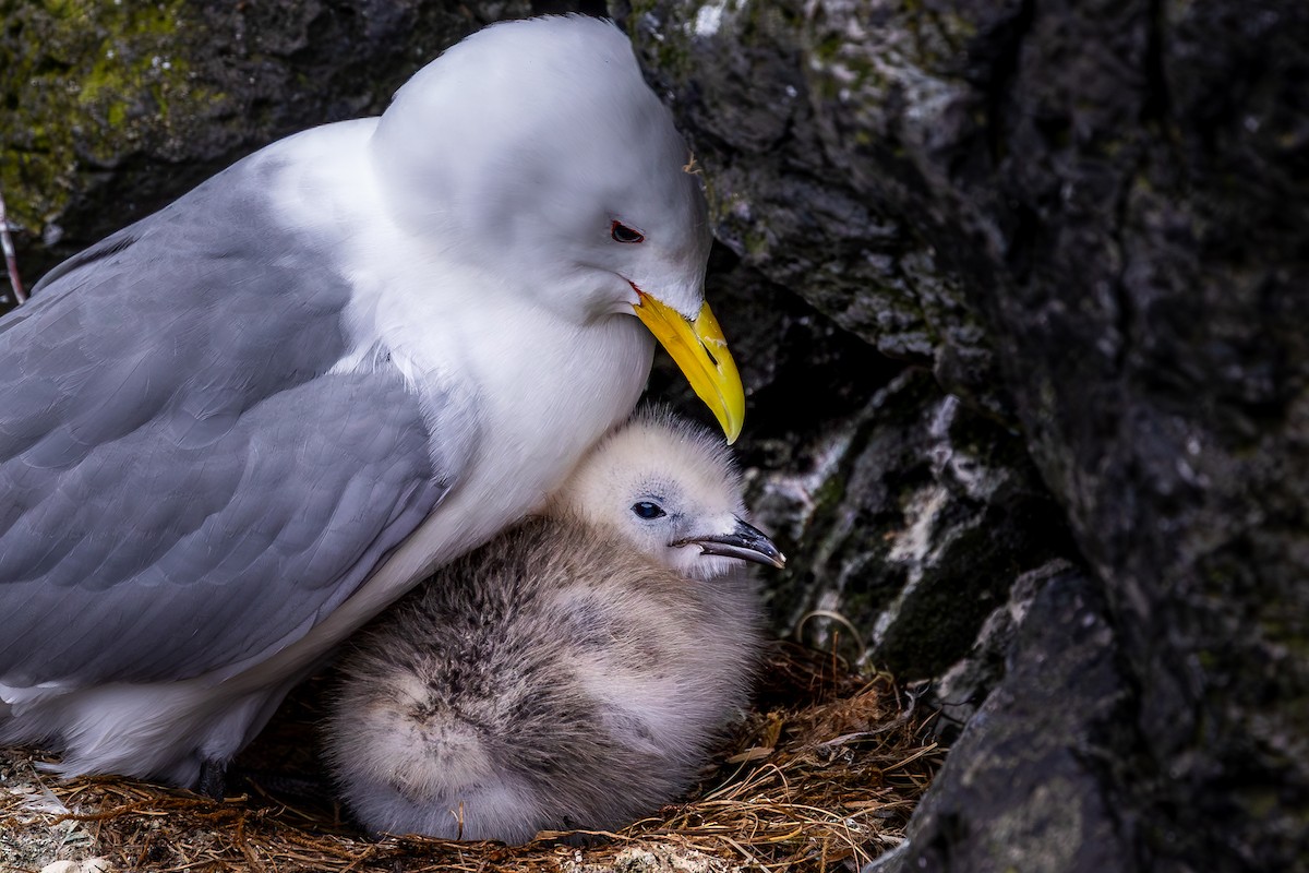 Black-legged Kittiwake - ML646733427