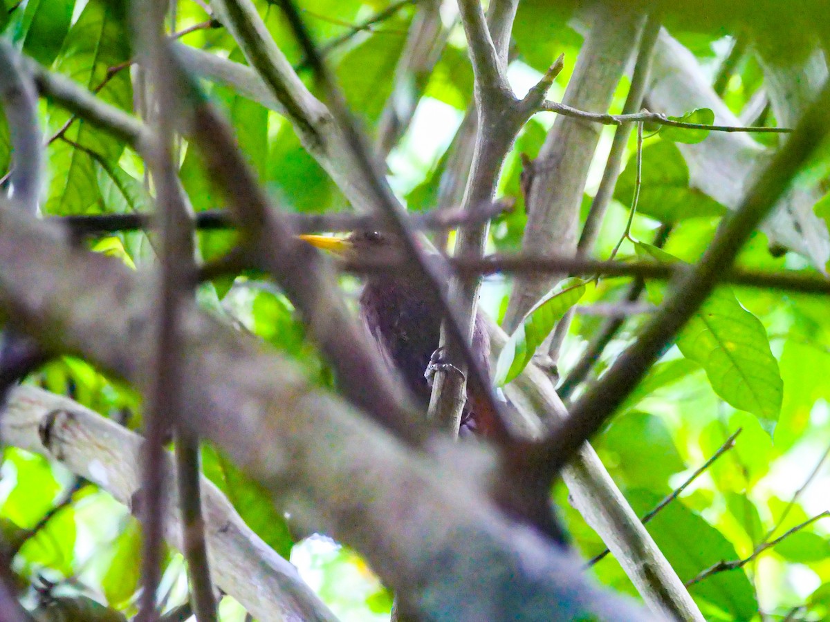 Maroon Woodpecker - ML646733428