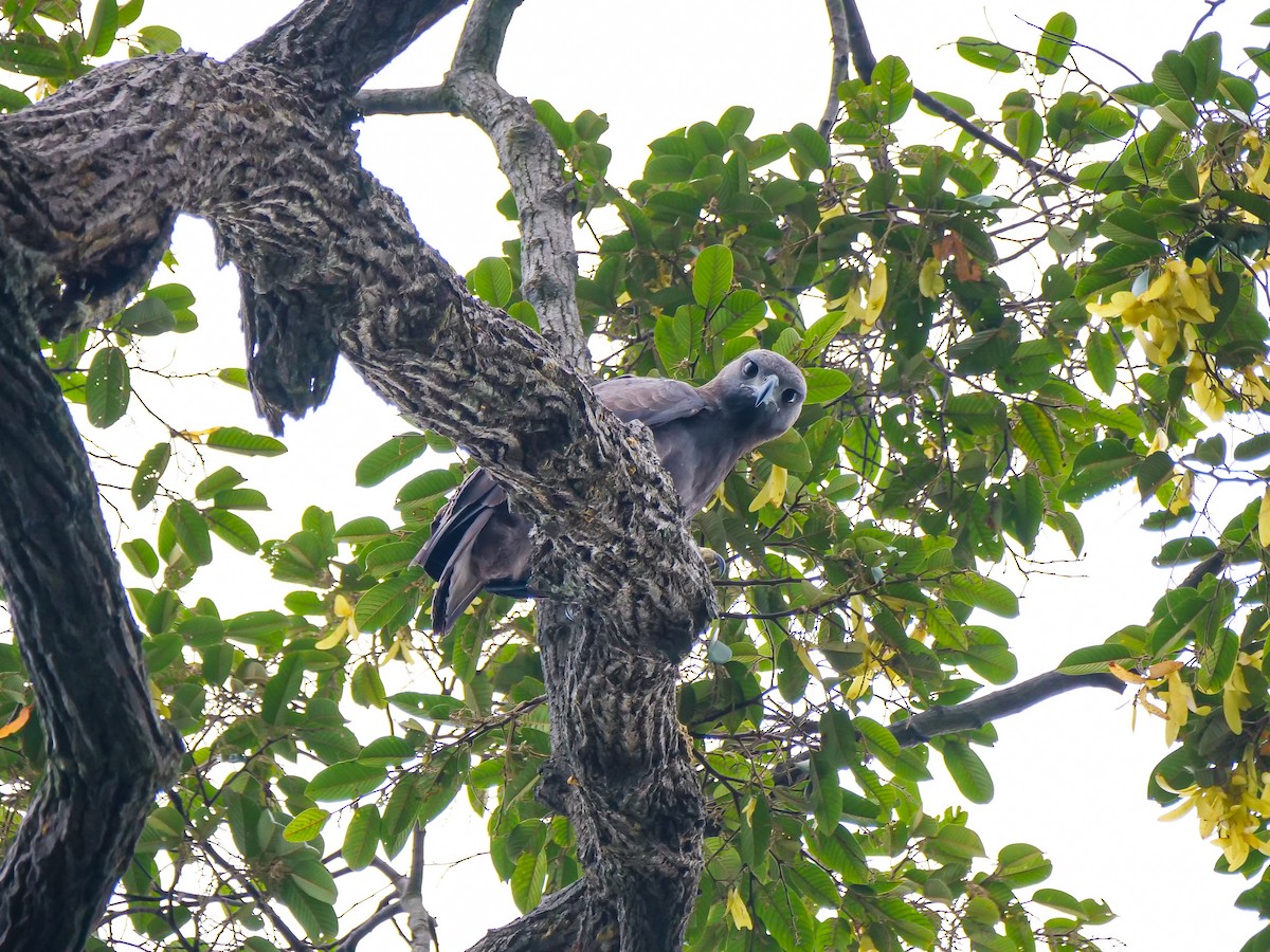 Changeable Hawk-Eagle - ML646733435