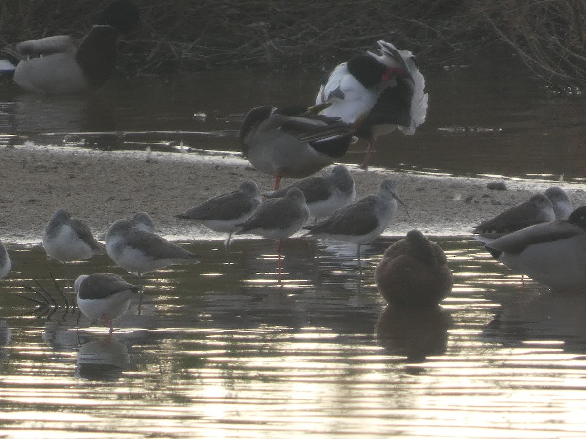 Totano moro - ML646733440