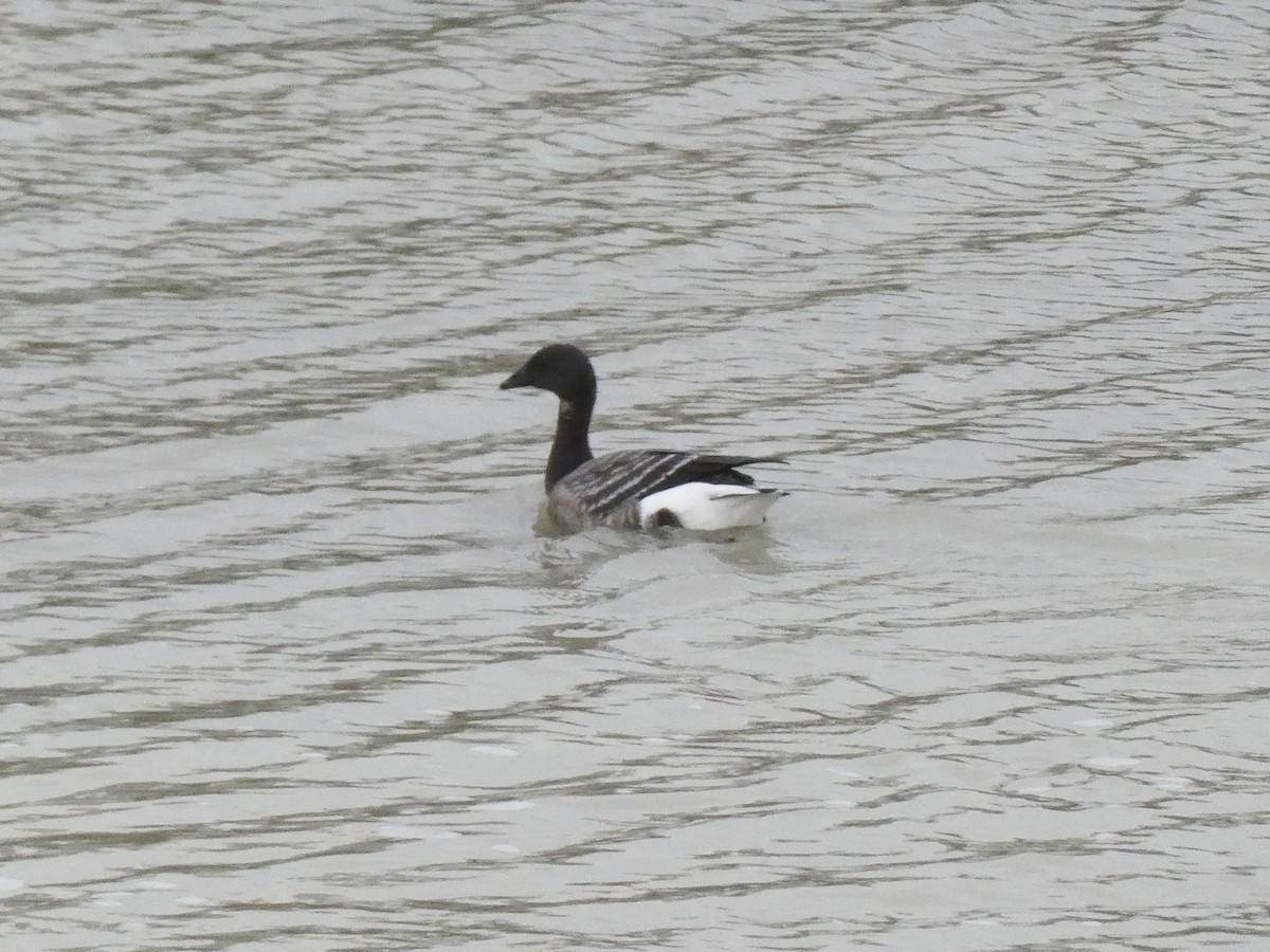 berneška tmavá - ML646733441