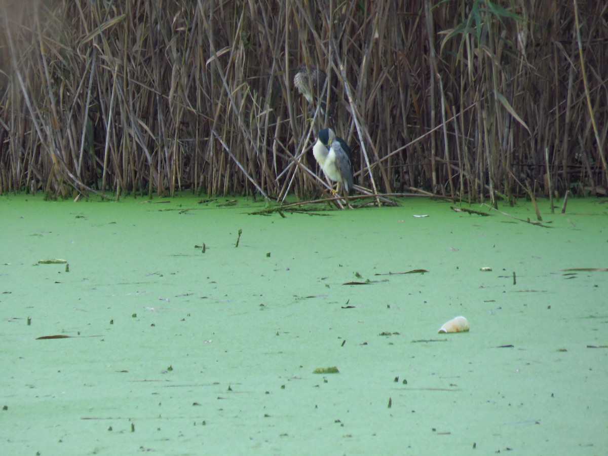 Black-crowned Night Heron - ML646733444