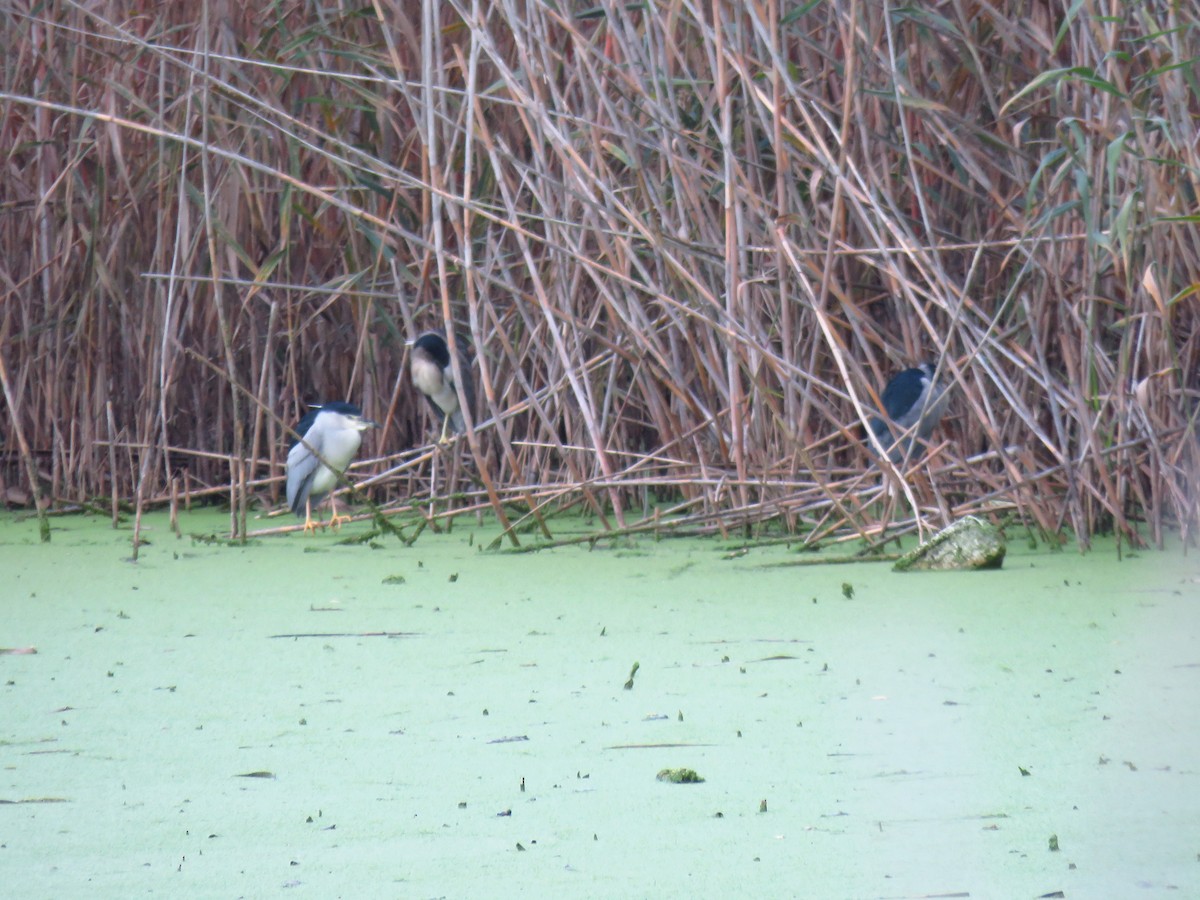 Black-crowned Night Heron - ML646733445