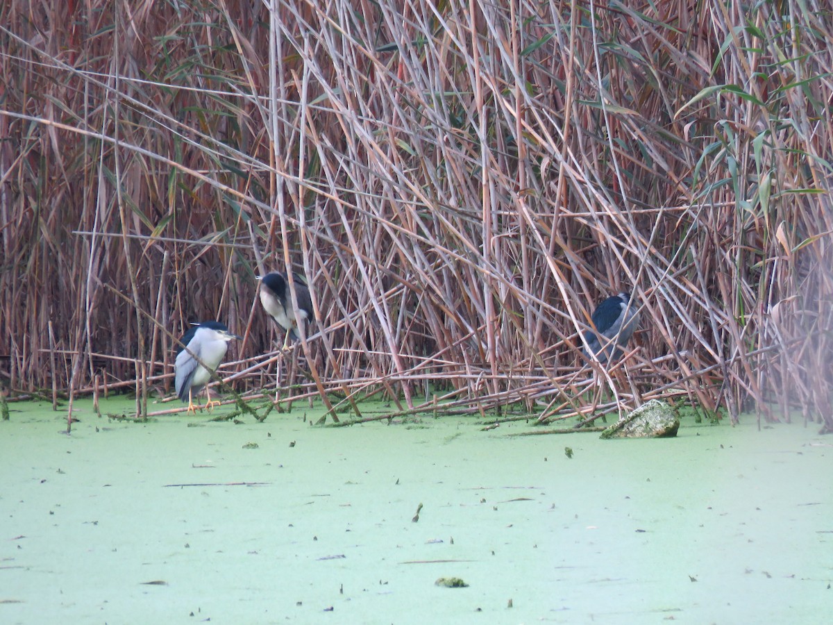 Black-crowned Night Heron - ML646733446