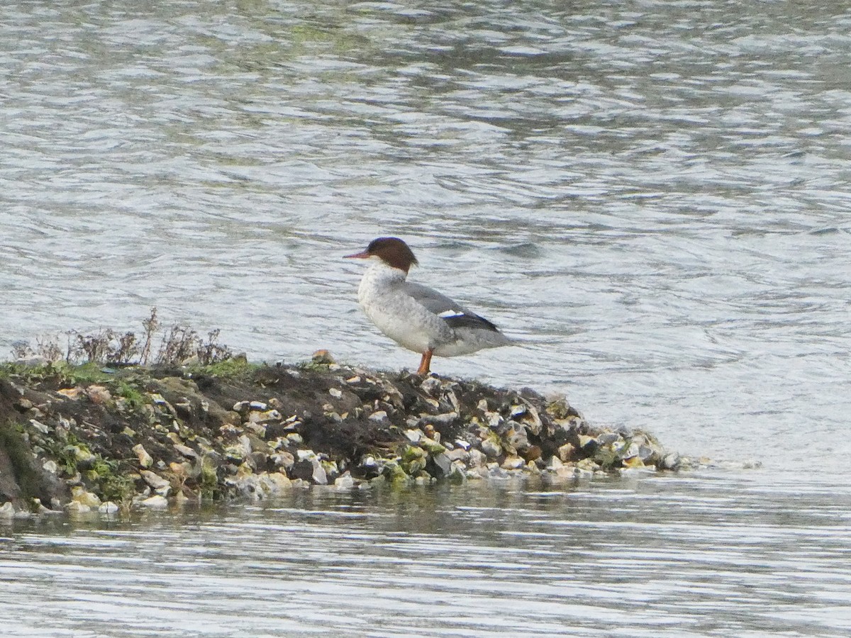 morčák velký - ML646733448