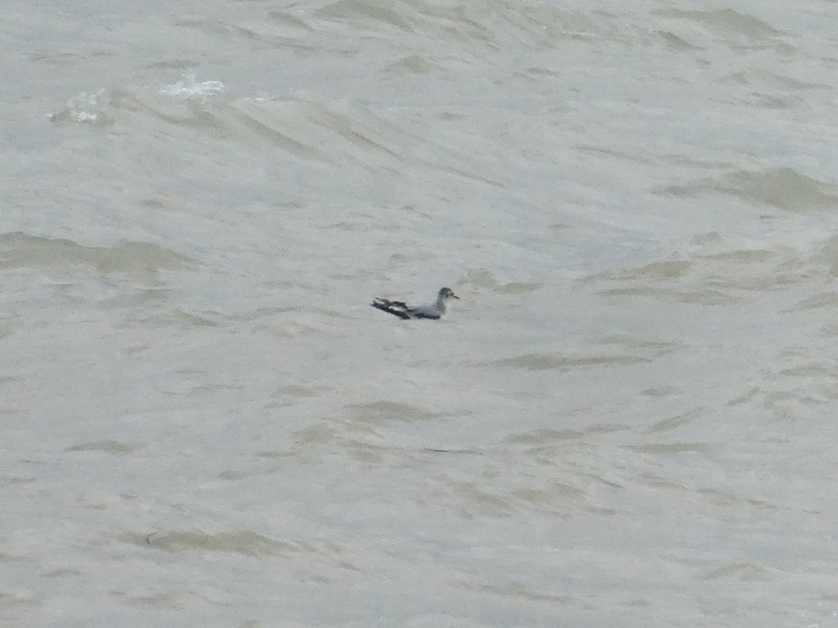 racek malý - ML646733449