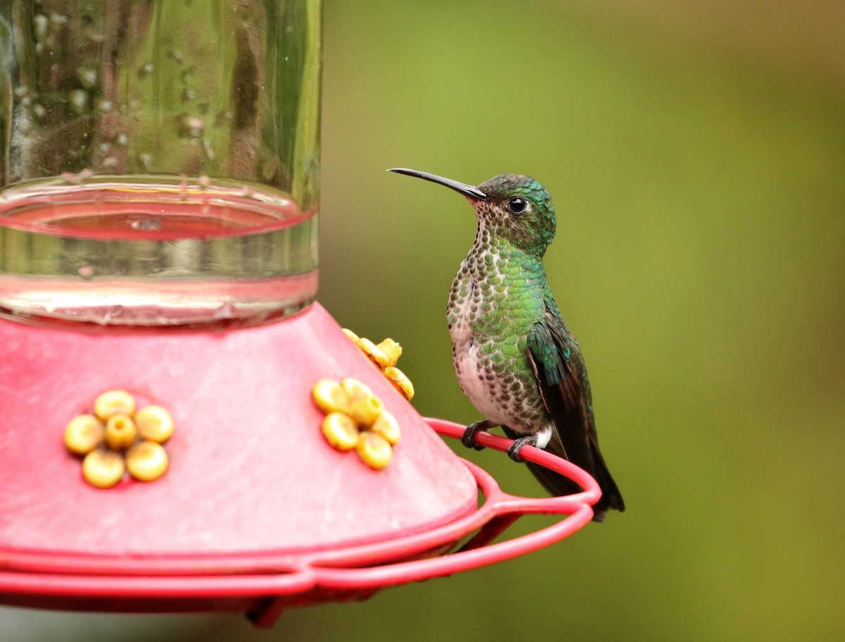 Colibri grivelé - ML646733451