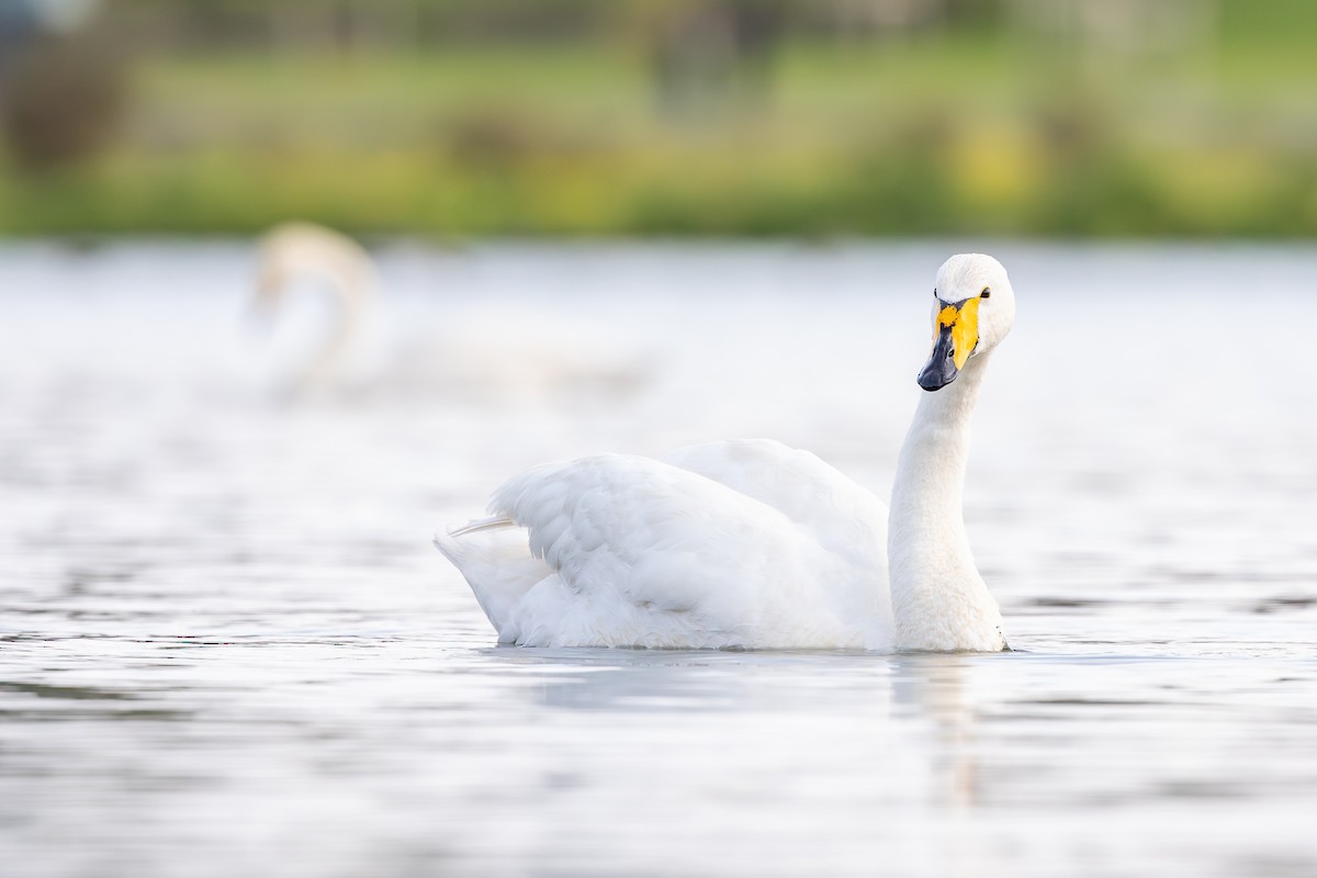 Whooper Swan - ML646733452