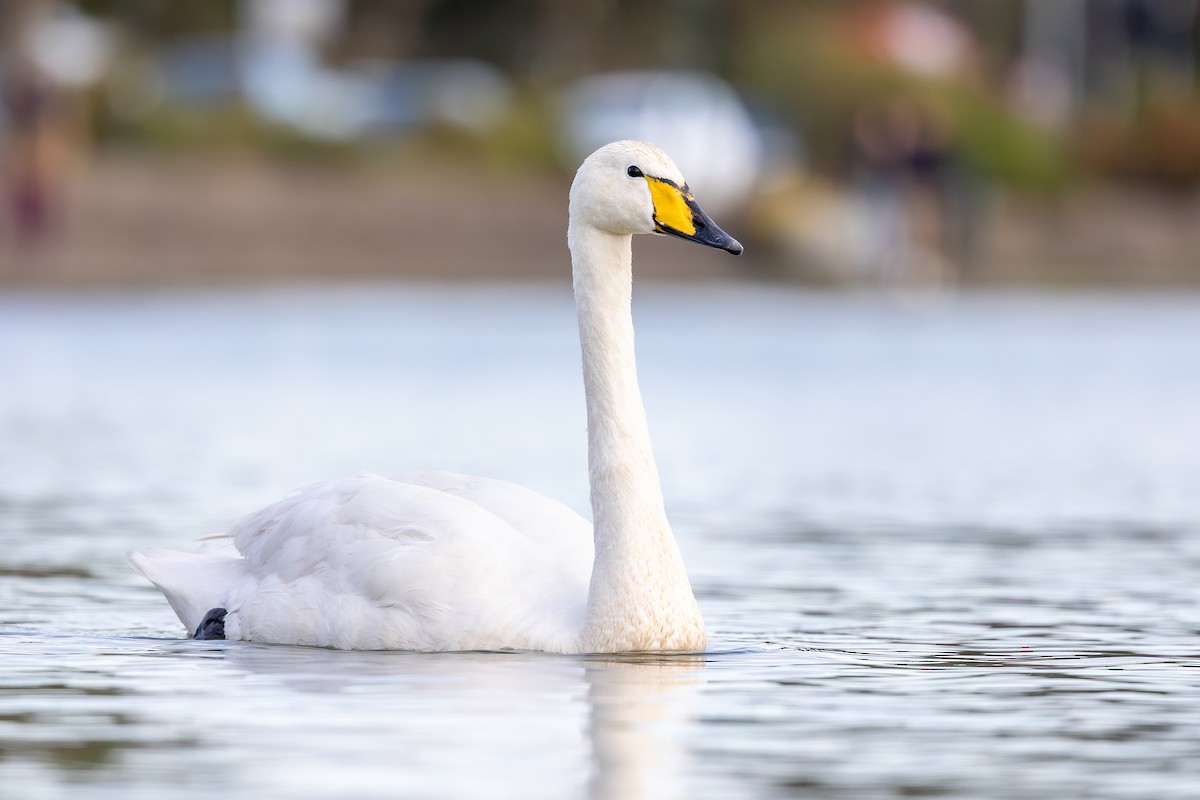 Whooper Swan - ML646733453