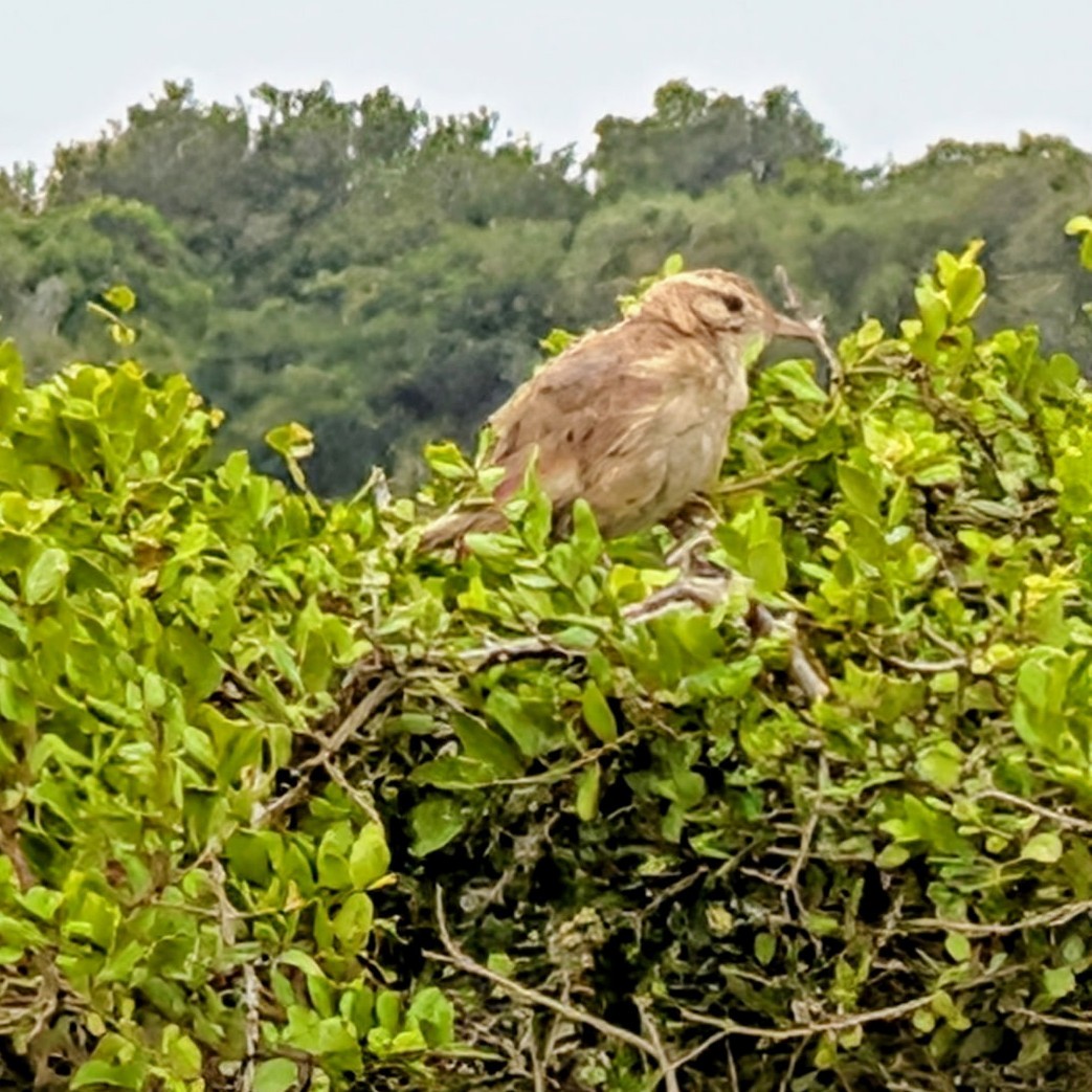 kvistsamler - ML646733454