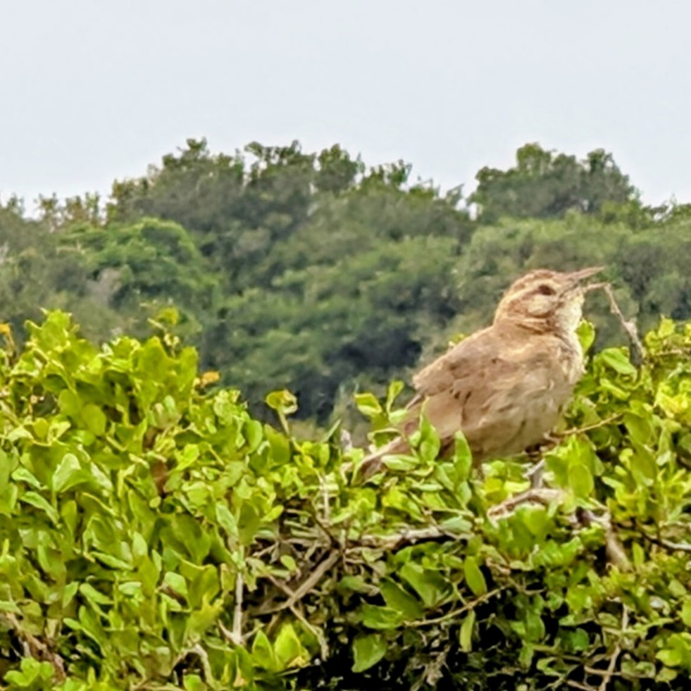 kvistsamler - ML646733455