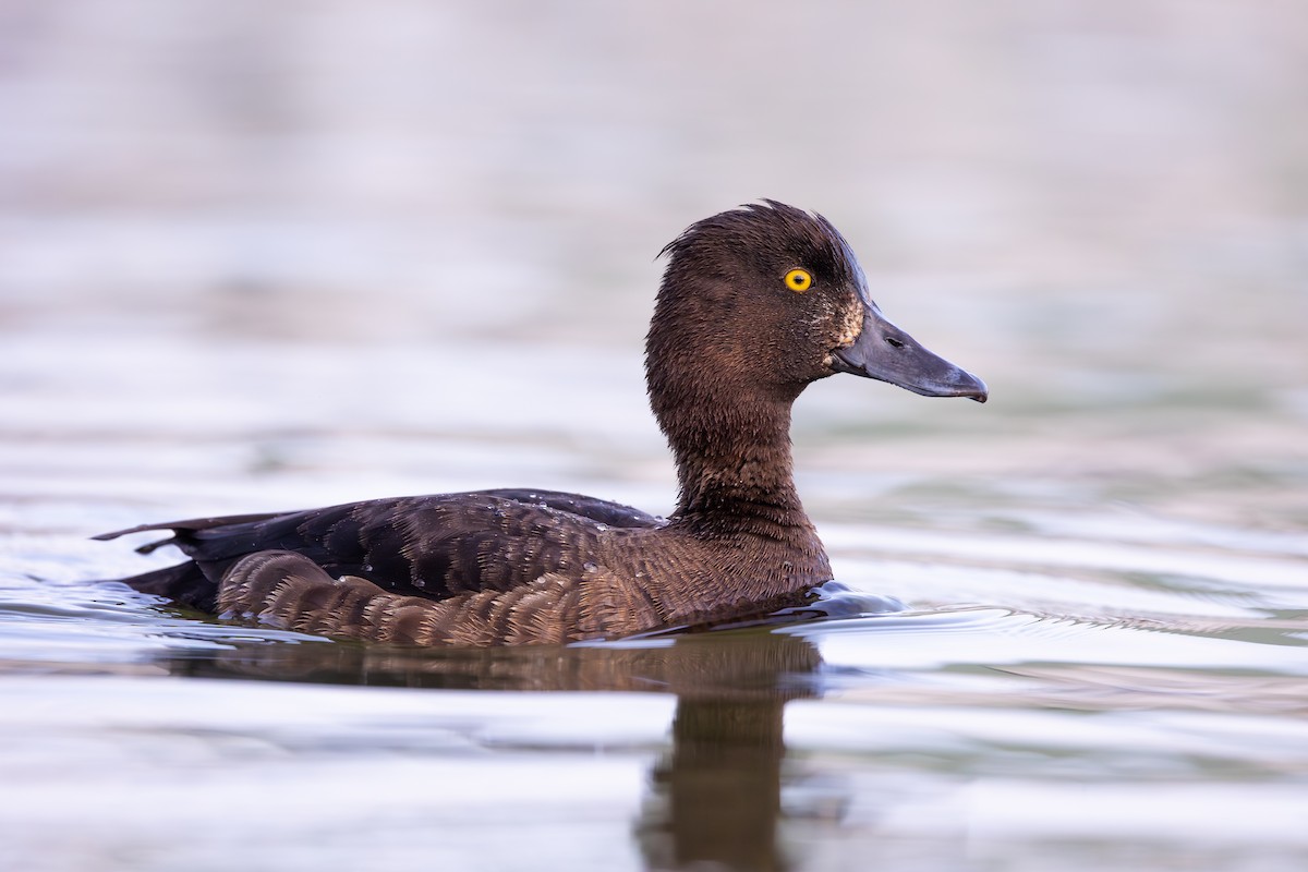 Tufted Duck - ML646733456