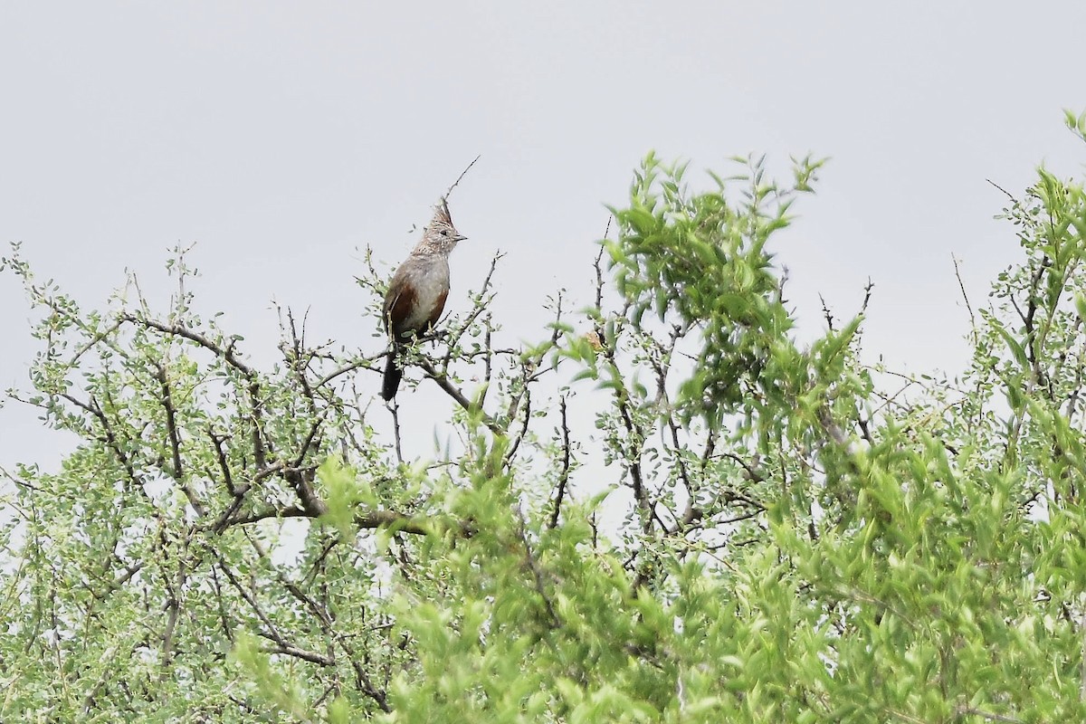 Crested Gallito - ML646733458