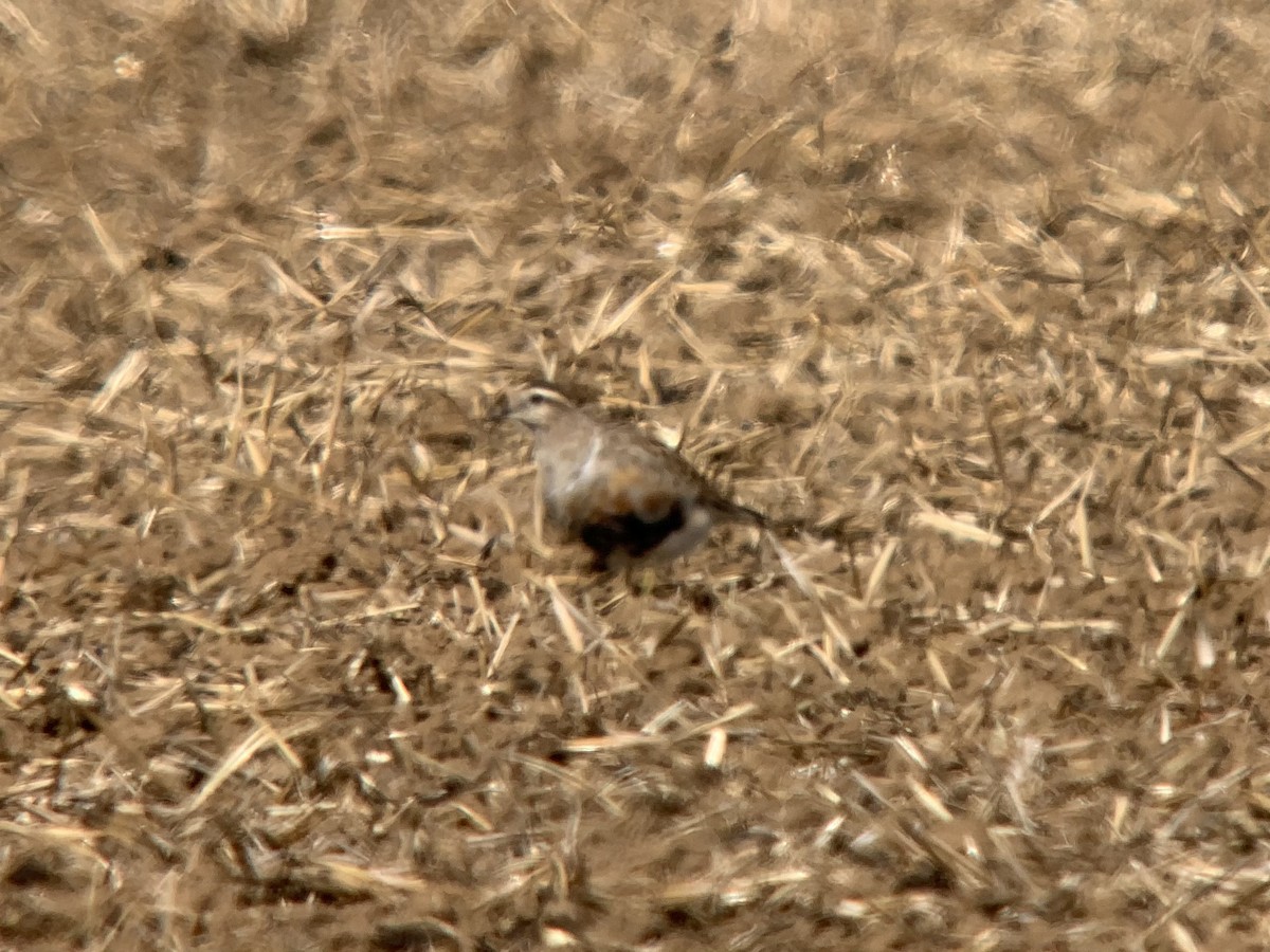 חופמי ערבה - ML646733462