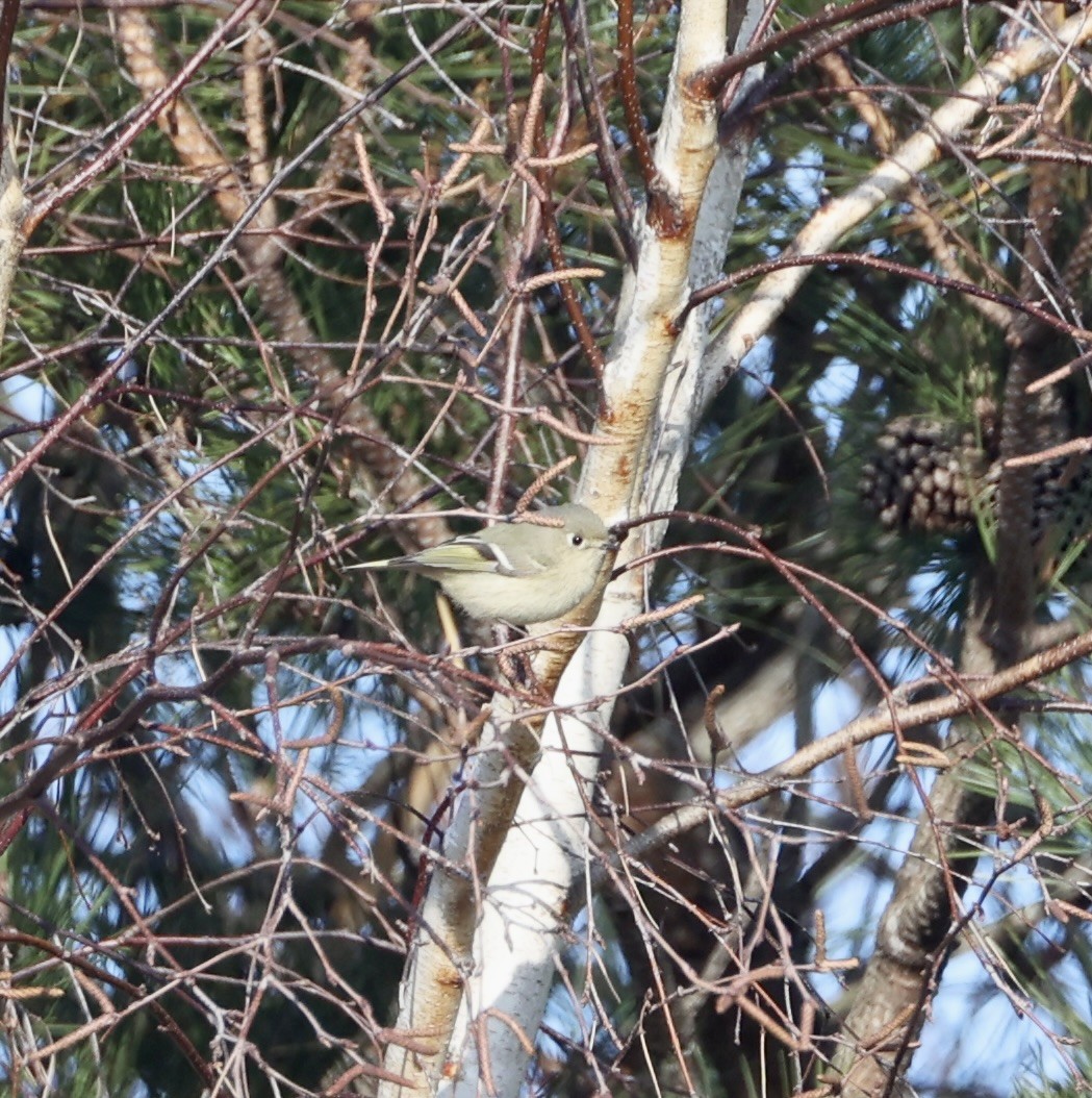 rubinfuglekonge - ML646733463