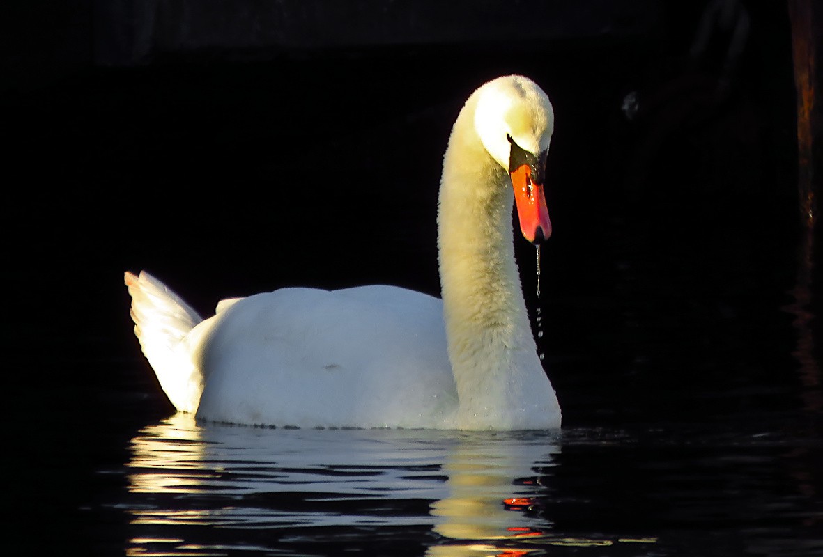 Mute Swan - ML646733464