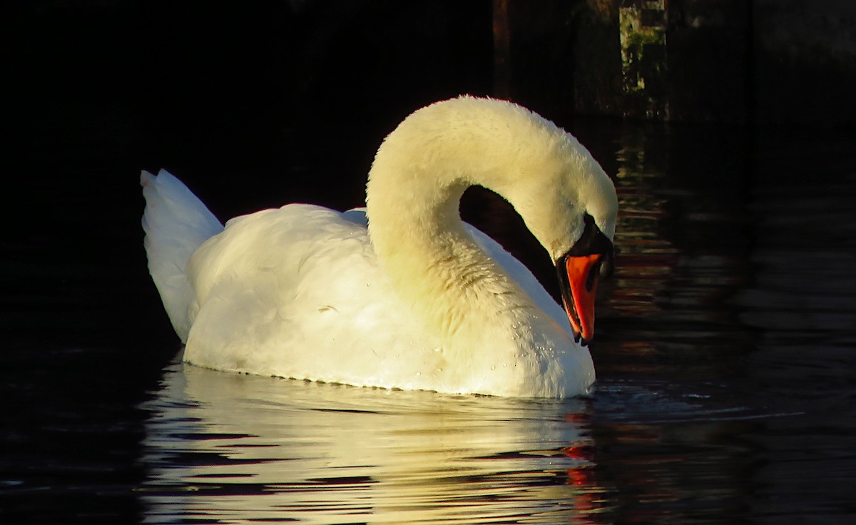 Mute Swan - ML646733465