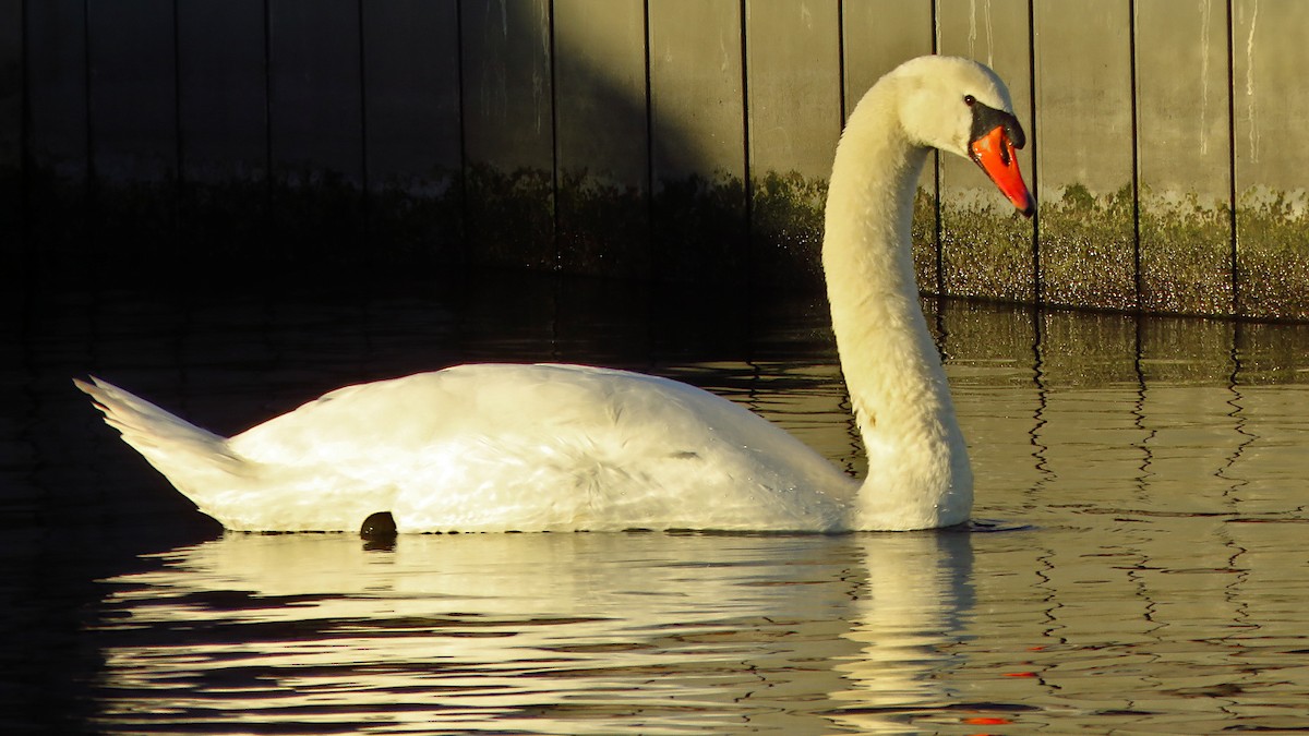 Mute Swan - ML646733466