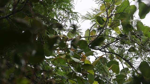 Ak Gözlü Yaprakbülbülü - ML646733467