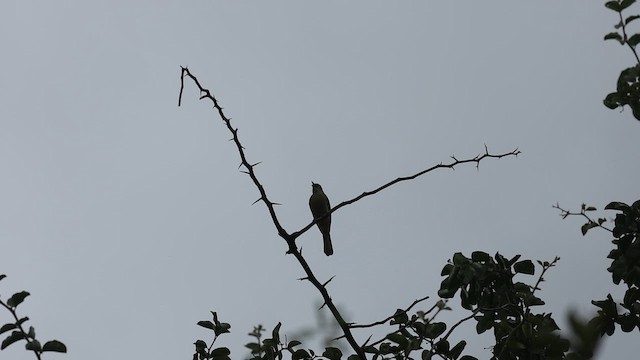 Ak Gözlü Yaprakbülbülü - ML646733468