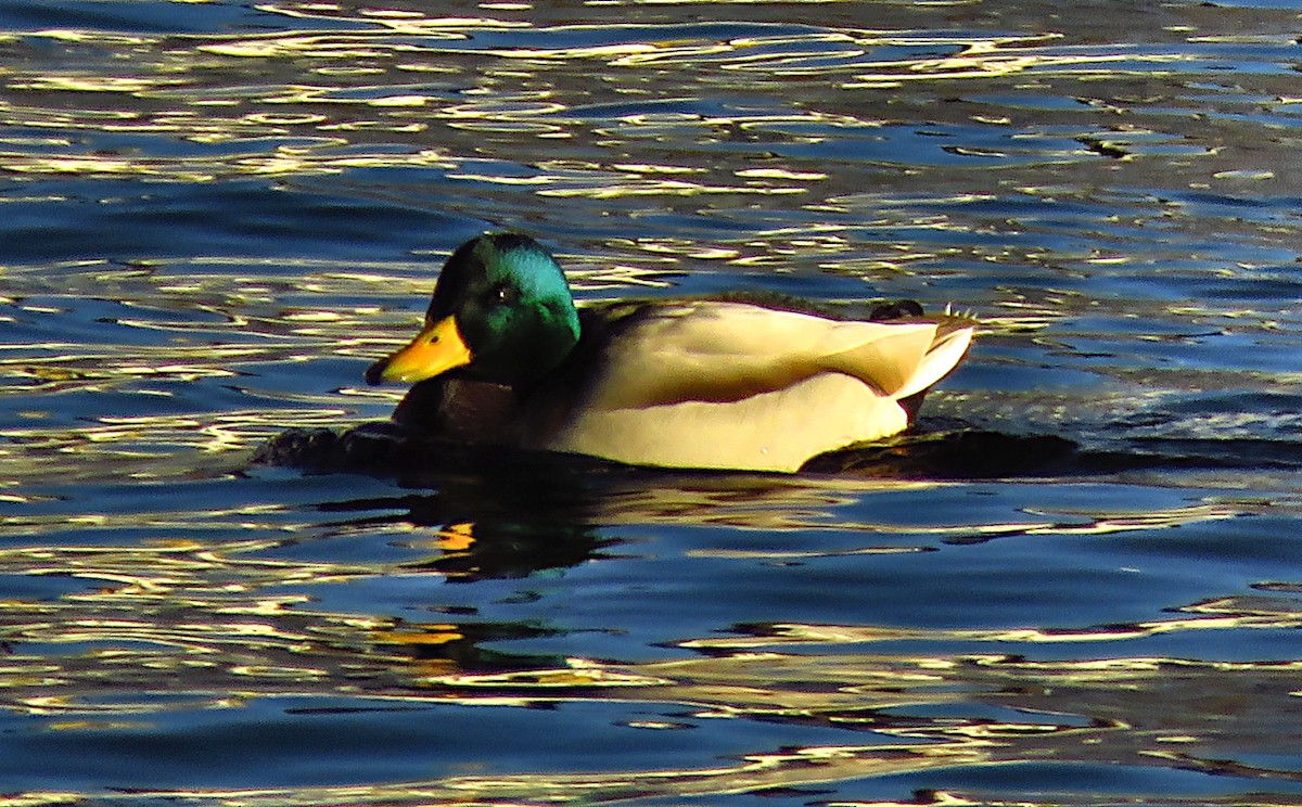 Mallard - ML646733469