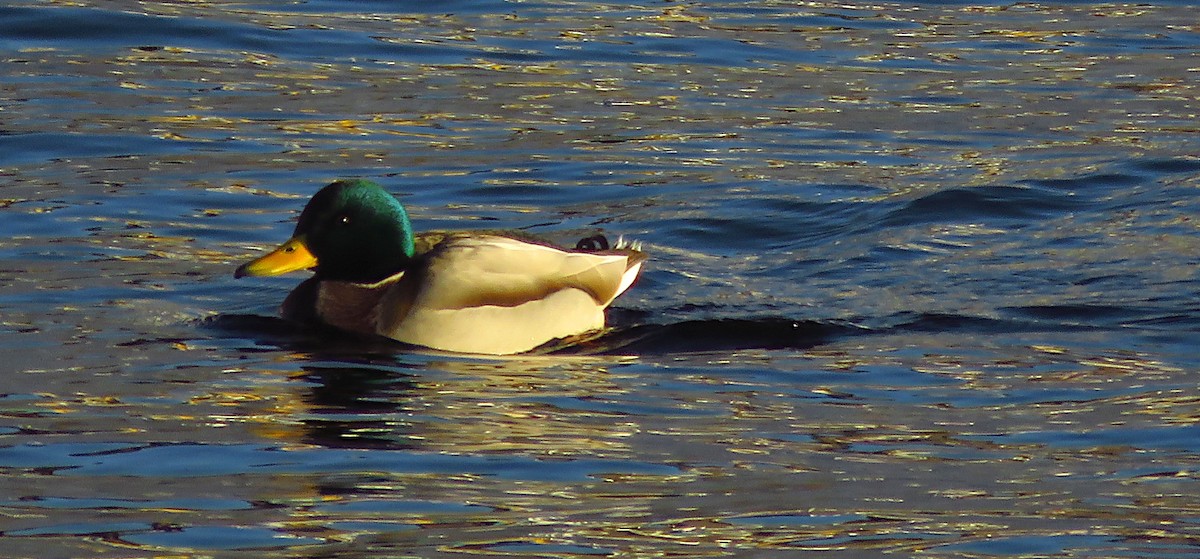 Mallard - ML646733470