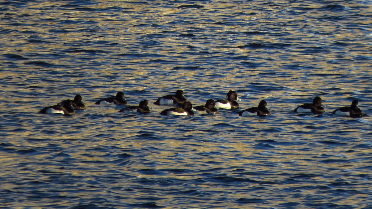 Tufted Duck - ML646733471