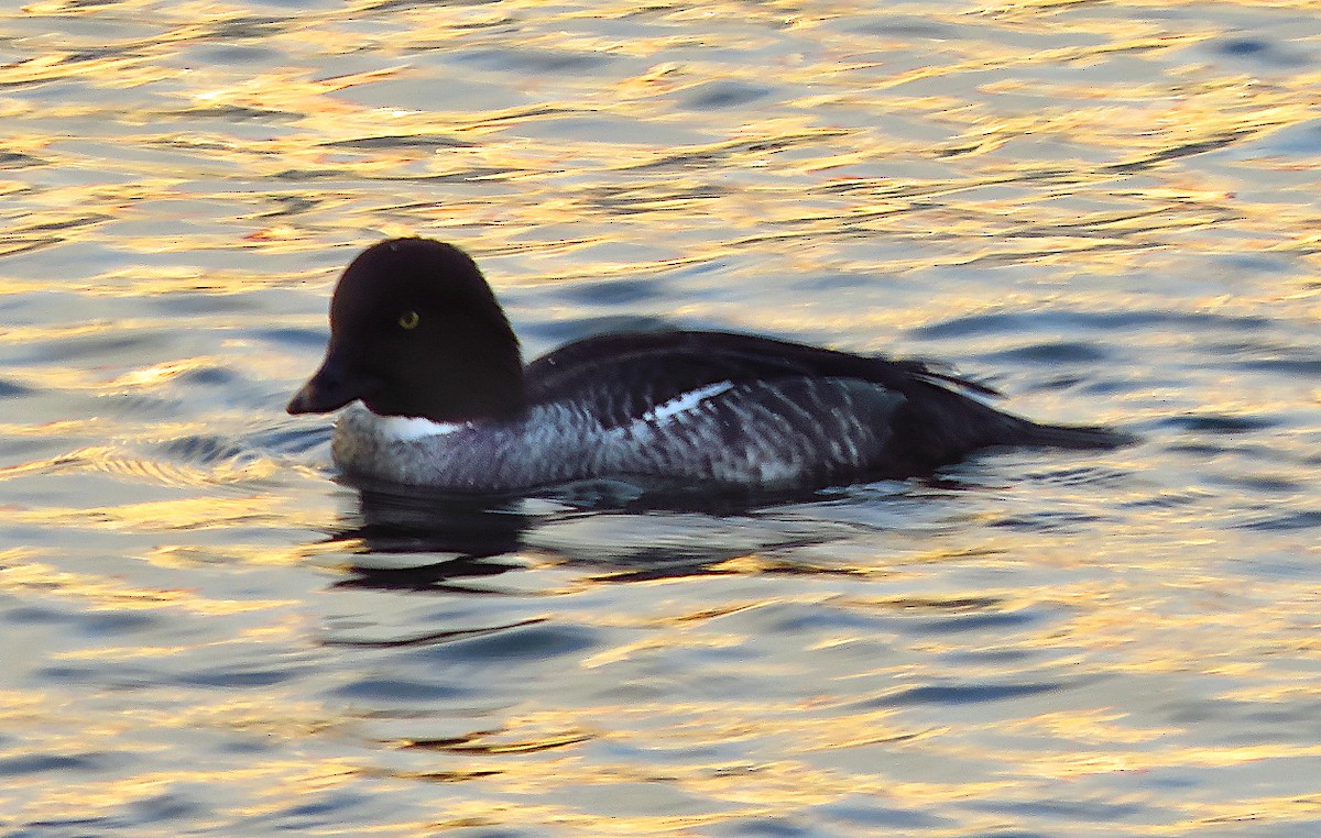 Common Goldeneye - ML646733474